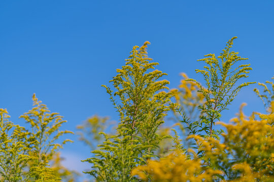 Golden fields of Canada goldenrod bloom under the bright blue sky on a warm summer day celebrating nature's vibrant colors and life
