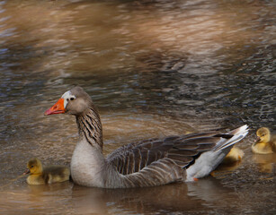 Fototapeta premium goose and baby goslings on a river
