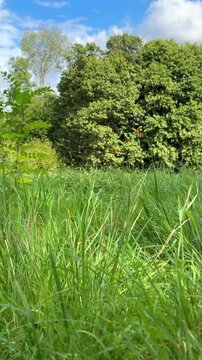 Ground-level perspective moving backward through a vibrant green meadow filled with tall grass and wildflowers under a blue sky with fluffy clouds, conveying a sense of freedom and nature