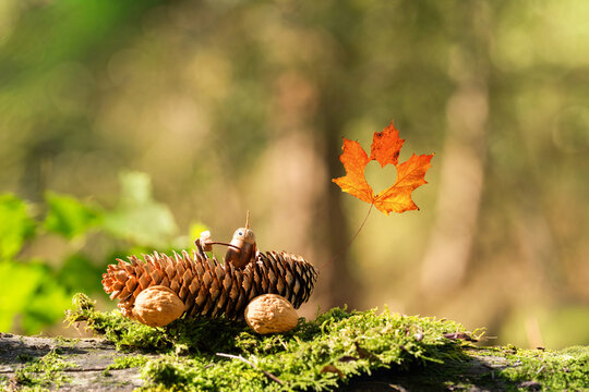 Natural Autumn car Surrounded by Colorful Forest Foliage