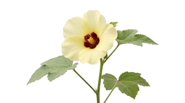 A single okra flower with green leaves isolated on a white background.
