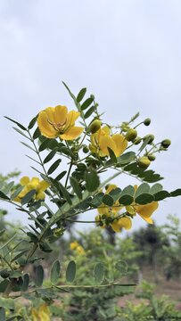 Vertical view of flowering Senna auriculata branch with vibrant yellow blossoms and surrounding shrubbery