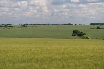 Fototapeta premium Rolling green hills and vast fields under a blue sky with fluffy clouds in a serene rural landscape