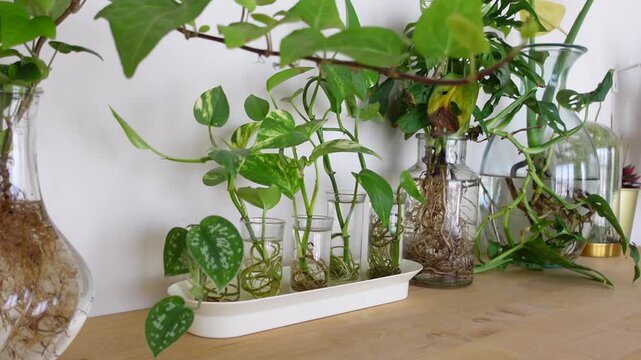Plant propagation in glass jars on a wooden table at home