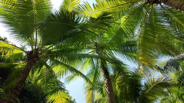 A wide angle shot looking up at vibrant green coconut palm fronds against a clear blue sky in a tropical Singapore park.