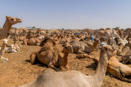 Herd of dromedaries camels at the sandy camel market outside Nouakchott, Mauritania, amid traditional Saharan livestock trade.
