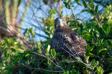 Fototapeta premium Red tailed hawk perched atop green tree foliage