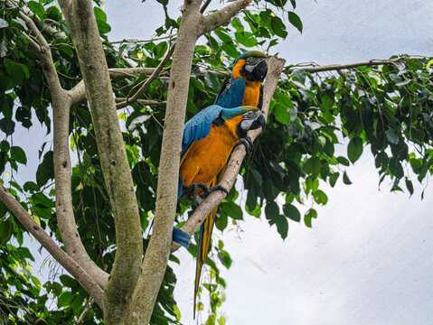  Blue And Yellow Macaws (Ara Ararauna)