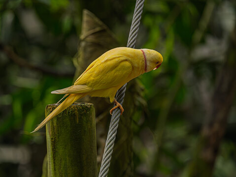  Yellow Lutino Indian Ringneck Parakeet