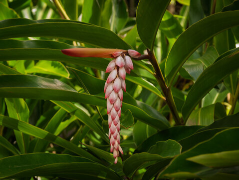  Shell Ginger Plant (Alpinia Zerumbet) Flower