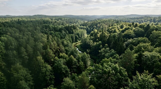 Aerial view of a lush green forest valley with winding river under a bright cloudy sky