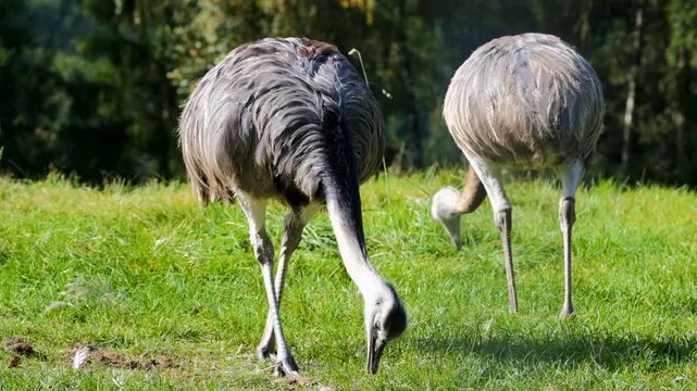 Two rheas grazing on a green grassy field in a natural outdoor environment