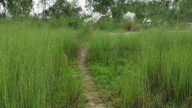Narrow dirt path winding through a lush green meadow with tall grass