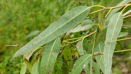Fresh eucalyptus leaves with green caterpillar on branch in natural outdoor setting © Mr. Shoaib Arshad 