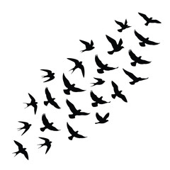 Fototapeta premium Black bird silhouettes illustration. Flying swallows set. Minimalist animal vector graphics. Bird flock outline for design and branding. isolated on White Background silhouette editable eps