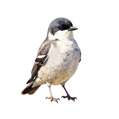 Fototapeta premium Detailed watercolor illustration of a small grey bird with black markings