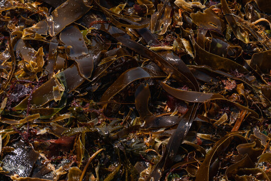 Wet brown kelp covers a rocky seashore in Kamchatka. Laminaria seaweed, marine vegetation, coastal ecosystem, natural texture, intertidal zone, ocean nature and environmental background