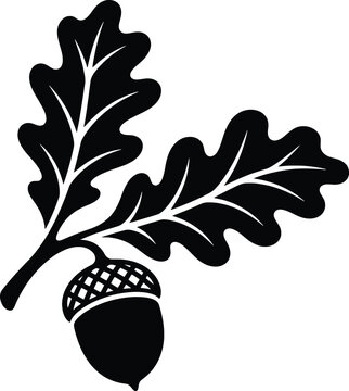 Acorn and Oak Leaves Black Botanical Vintage Illustration.