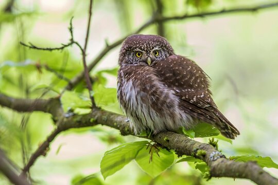 Animals, birds, owls, Eurasian pygmy owl (Glaucidium passerinum), Baden-W&uuml;rttemberg, Federal Republic of Germany