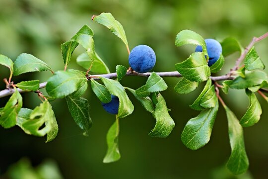 Fruits of the blackthorn (Prunus spinosa), Canton of Aargau, Switzerland