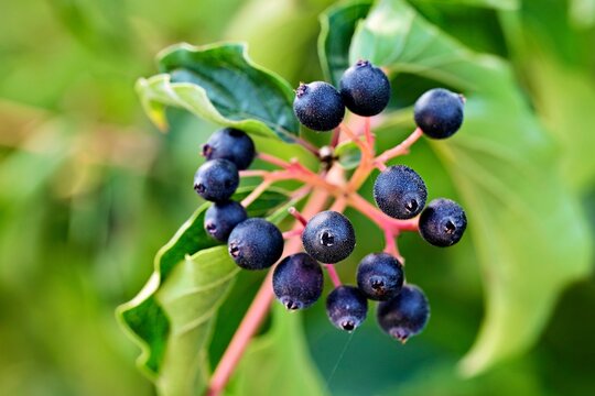 Fruits of the Common Dogwood (Cornus sanguinea), Kanon, Aargau, Switzerland