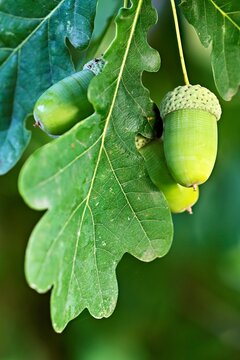 Acorns and leaves of the English oak (Quercus robur), Canton of Aargau, Switzerland