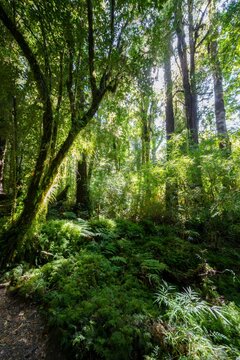 Dense temperate rainforest with moss and ferns, Valdivian or Northern Patagonian rainforest, Patagonia Verde, Parque Nacional Alerce Andino, Ruta de los Parques, Llanquihue, Los Lagos, Chile