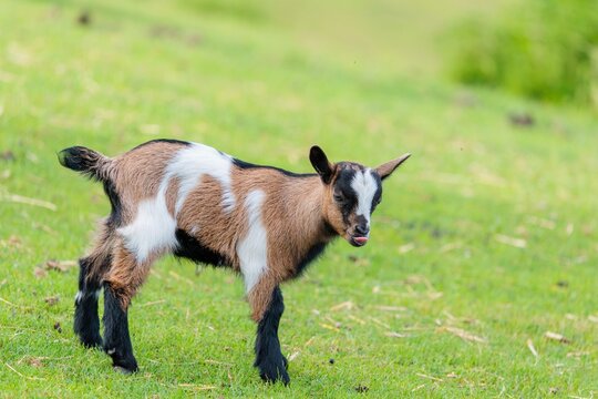A young pygmy goat (Capra hircus) stands in a green meadow. Austria