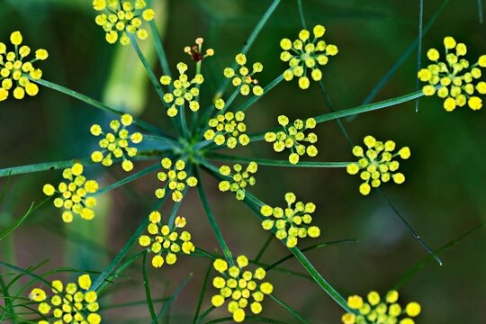 D&ouml;ldchen, fennel flowers (Foeniculum vulgare), Canton of Aargau, Switzerland