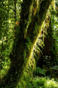 Tree trunk covered with moss and ferns, temperate rainforest, Valdivian or North Patagonian rainforest, Patagonia Verde, Parque Nacional Alerce Andino, Ruta de los Parques, Llanquihue, Los Lagos, Chile