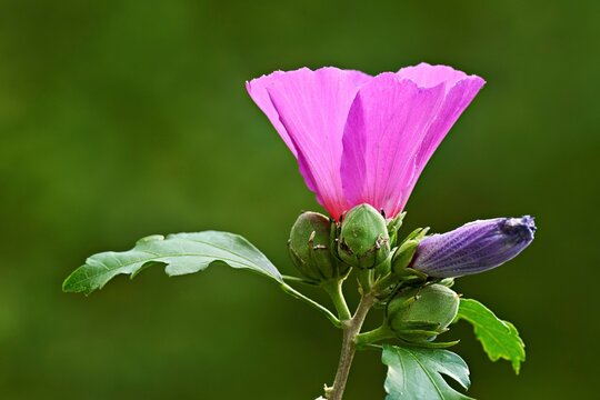 Mallow (Malva) in bloom, Kanon, Aargau, Switzerland
