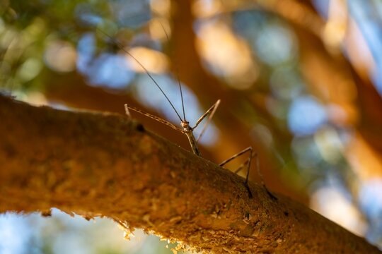 Palote, bacunculus, ghost scare, stick insect sitting on a tree trunk, Llanquihue, Los Lagos, Chile