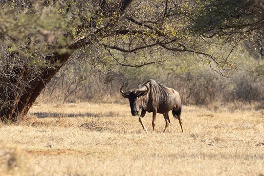 Common wildebeest or Gnu (Connochaetes taurinus) adult animal in savannah grassland, Limpopo, South Africa