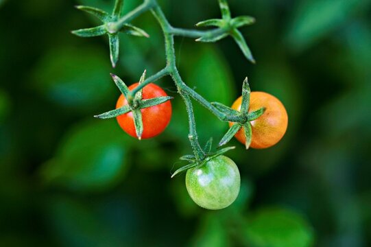 Cherry tomato (Solanum lycopersicum), Canton of Aargau, Switzerland