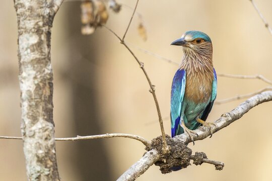 Hinduracke sitting area, (Coracias benghalensis), Khana National Park, Madhya Pradesh, India