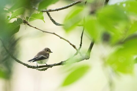 A pied flycatcher (Ficedula hypoleuca), a female, is perched on a twig, surrounded by green leaves. The atmosphere is calm and natural, Hesse, Germany