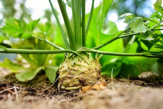Celeriac (Apium graveolens), Canton of Aargau, Switzerland