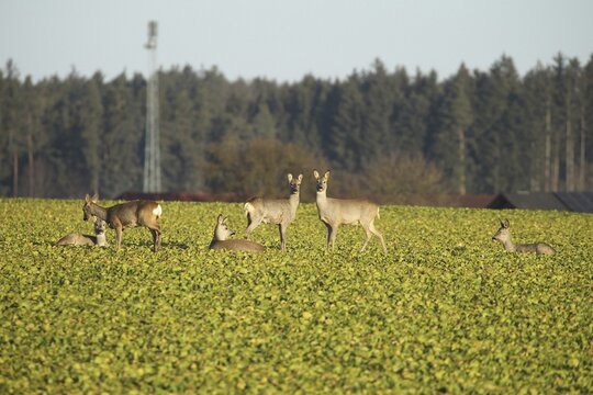 Roe deer (Capreolus capreolus) Field deer in spring in the field, Lower Austria, Austria, Lower Austria, Austria