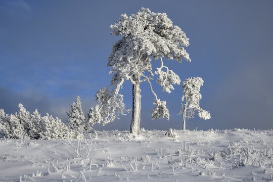 Iced pine near the summit of the Hornisgrinde, near Seebach, Ortenaukreis, Black Forest, Ortenaukreis, Baden-W&uuml;rttemberg, Germany