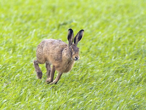 European hare (Lepus europaeus), running, Texel Island, Netherlands
