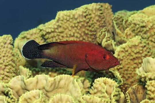 Yellowfin hind (Cephalopholis hemistiktos) floats over Yellow scroll coral (Turbinaria reniformis), Red Sea, Jordan