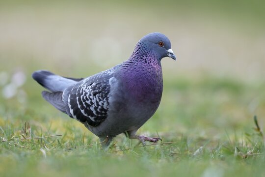 City dove (Columba livia forma domestica) running in the grass, Germany