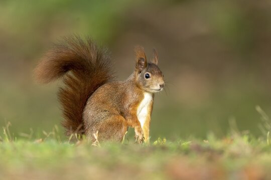 Eurasian red squirrel (Sciurus vulgaris) foraging for food, Germany