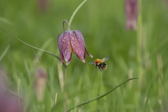 Common carder bumblebee (Bombus pascuorum) adult bee insect flying towards a Snake's head fritillary (Fritillaria meleagris) flower in spring, England, United Kingdom
