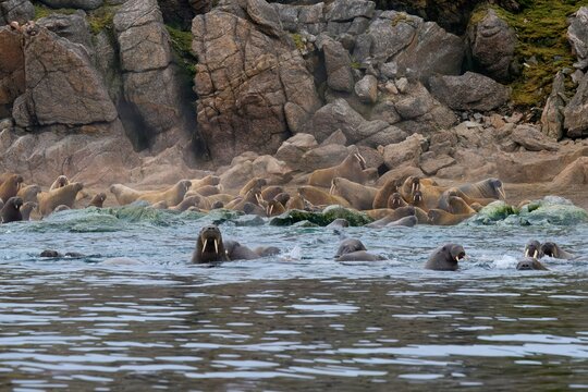 Excited Walrus (Odobenus rosmarus) colony, Nelsonoya Island, Svalbard Archipelago, Norway