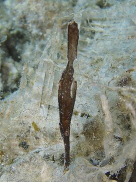 Seagrass ghost pipefish (Solenostomus) cyanopterus) . Dive site House Reef, Mangrove Bay, El Quesir, Red Sea, Egypt
