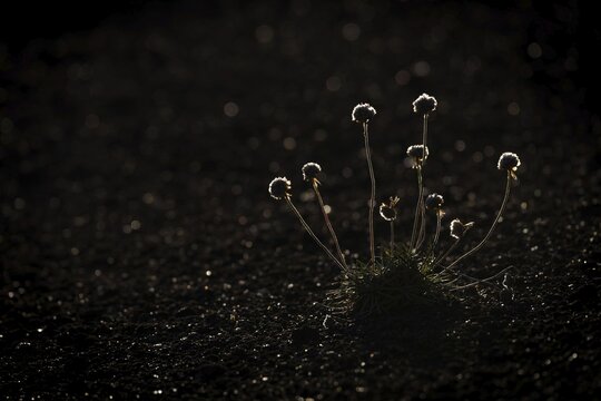 Sea thrift (Armeria maritima) in backlight, Laki crater or Lakag&iacute;gar, Highlands, South Iceland, Su&eth;urland, Iceland
