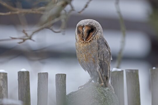 Common barn owl (Tyto alba) sitting on a fence, Czech Republic