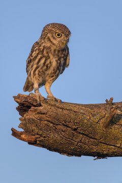 Little Owl (Athene noctua), male on apple tree branch in evening light, blue sky, biosphere area, Swabian Alb, Baden-W&uuml;rttemberg, Germany
