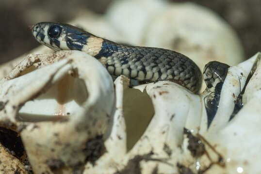 Grass Snake, Natrix Natrix, Grass Snake, Clutch, Critters, Eggs, Reptilia, Reptilia, Reptiles, Ringed Snakes, Snakes, Water Snakes